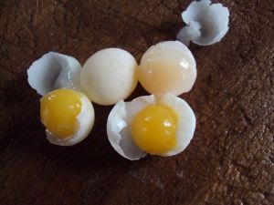 老方家庭农场200509