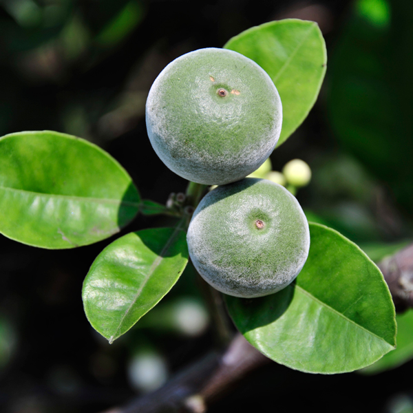 化州化橘红200509