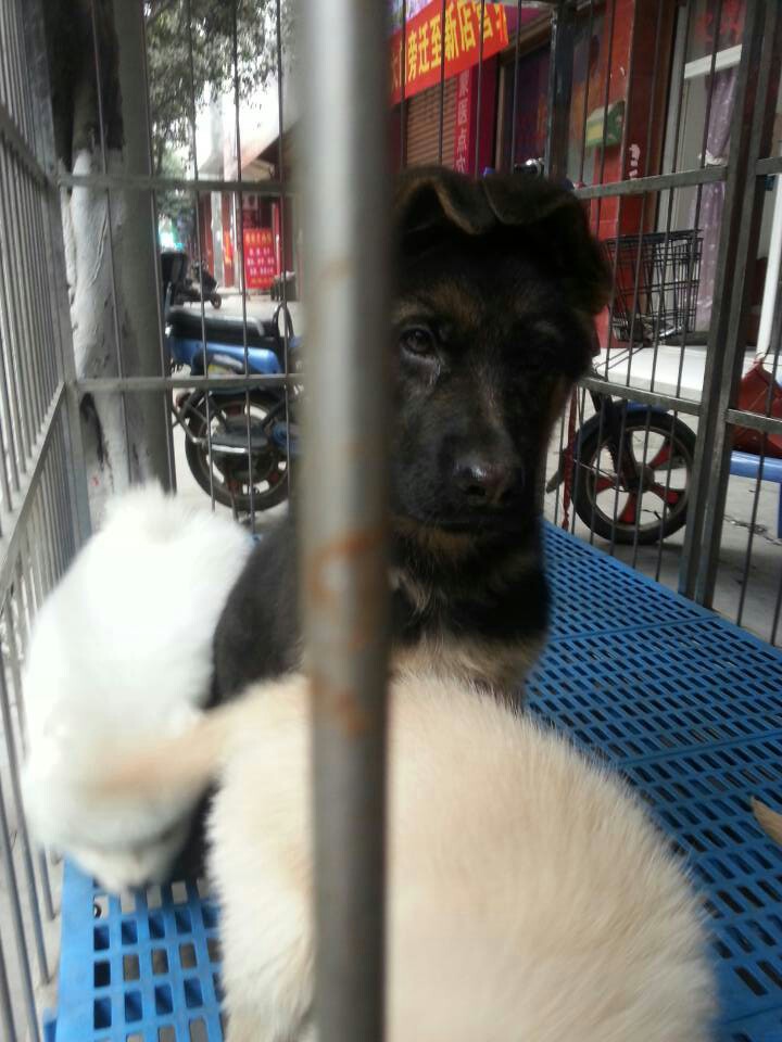 宠宠宠物店180315