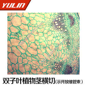 切片标本 双子叶植物茎横切(示开放维管束)(向日葵) 生物实验 教学图片