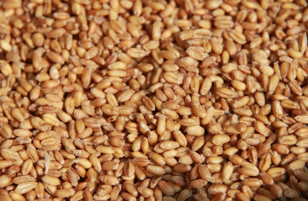 一批小麦磨出面粉和麸皮，已知小麦的出粉率是90%，这批小麦磨出的麸皮重120千克_学习帮助_奇飞知识网
