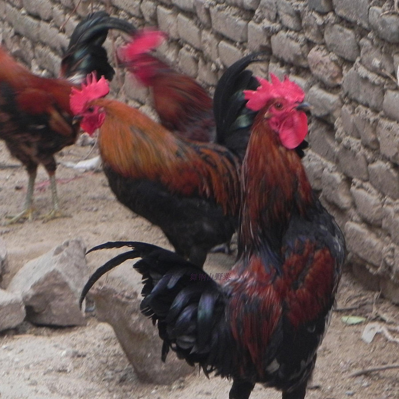 舞钢山野菜干货特产180315