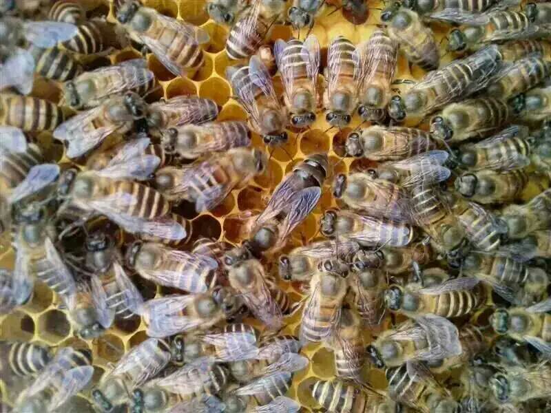 养颜堂何九添蜂场180315