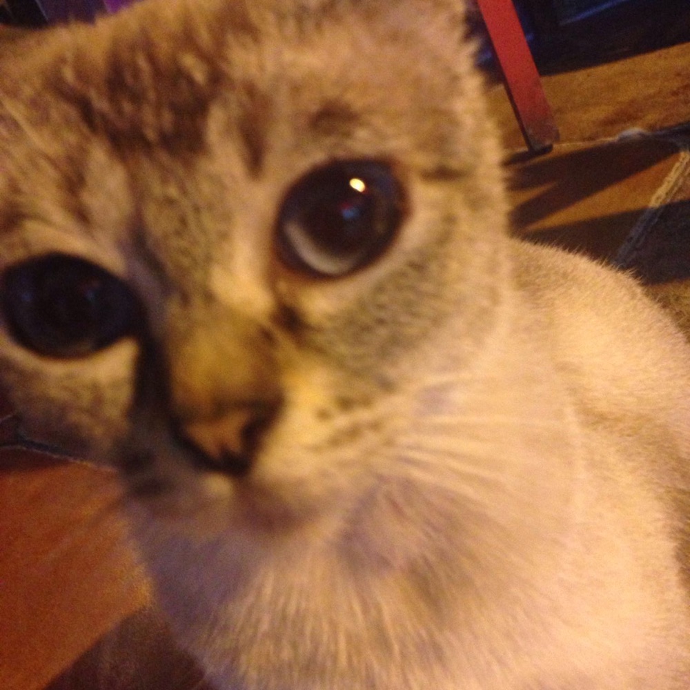 喵教主的后花园180315