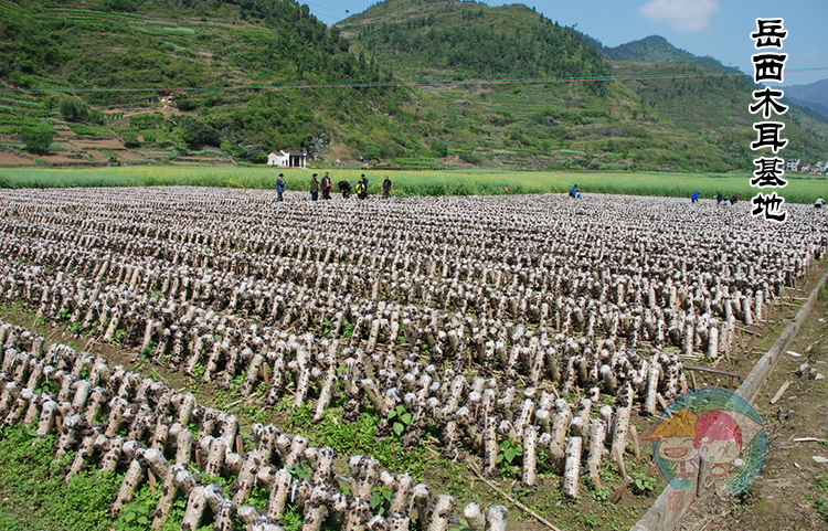 级品黑木耳 体小肉厚 小木耳 安徽大别山特产 岳