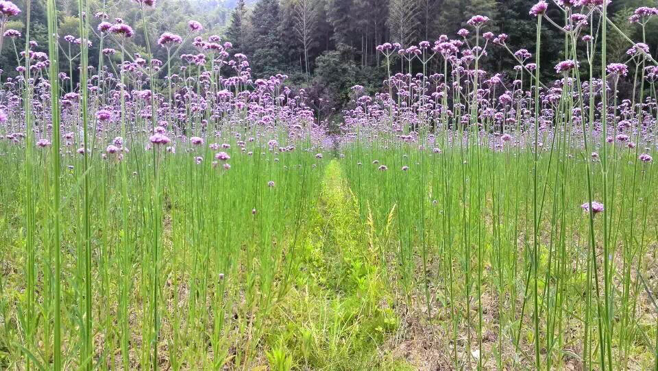 卡哇伊娟娟180315