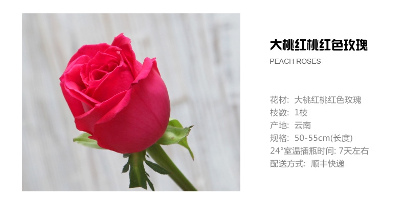 赣州多彩鲜花 diy花材大桃红色玫瑰 家庭鲜花速递