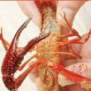 金湖阿喜龙虾馆200429