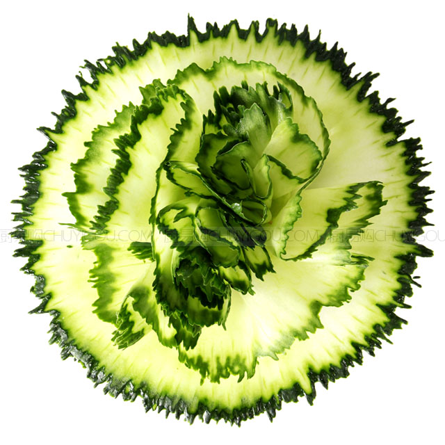 旋花刀2S 黄瓜旋花 胡萝卜旋花 莴笋旋花