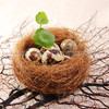 五香蛋鸟巢 鸟巢 意境菜五香蛋盘饰【10只装】 商品缩略图2