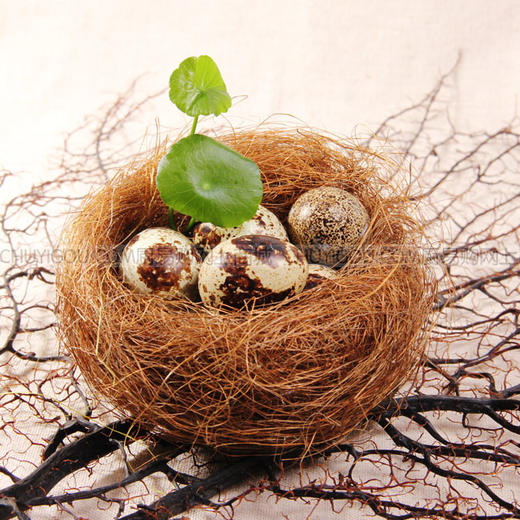 五香蛋鸟巢 鸟巢 意境菜五香蛋盘饰【10只装】 商品图2