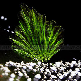 正辉糖艺压花模具ZH003