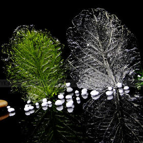 正辉糖艺压花模具ZH014