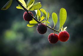 （永久下架）6月19日余姚采杨梅