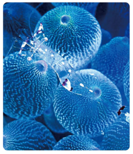 包邮源海深海生物肽紧致新生系列面部护理套装安安国际正品