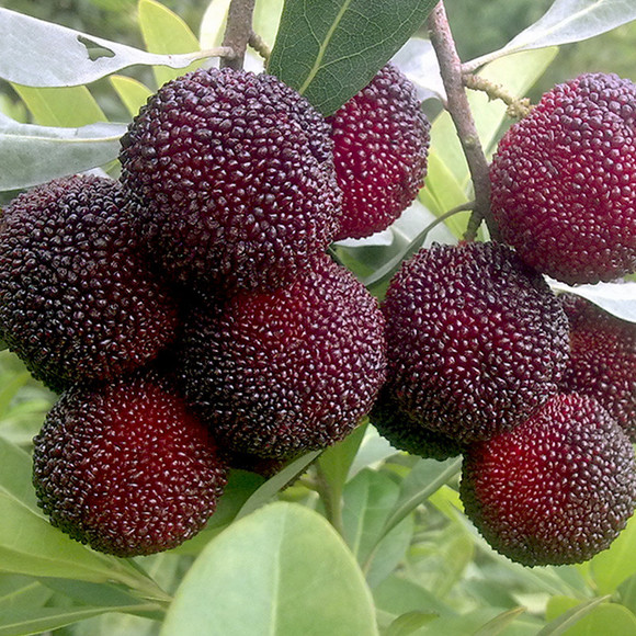 【有机】云南仙居东魁杨梅 6斤/份
