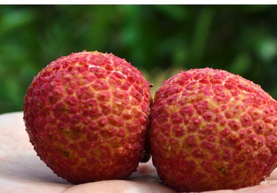 ޺֦