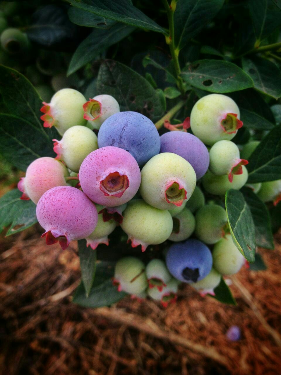 六步山有机食品160923