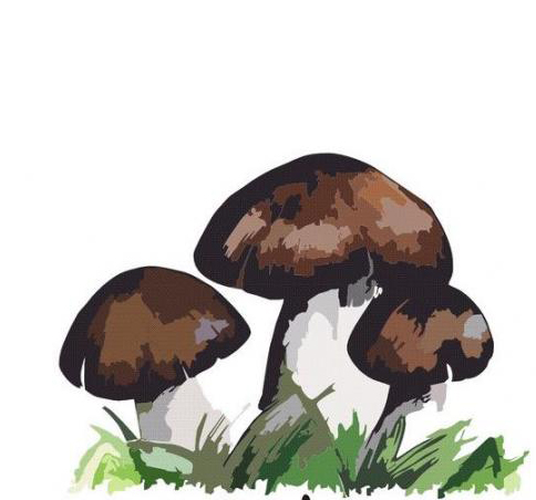 昌宁野菌王180404