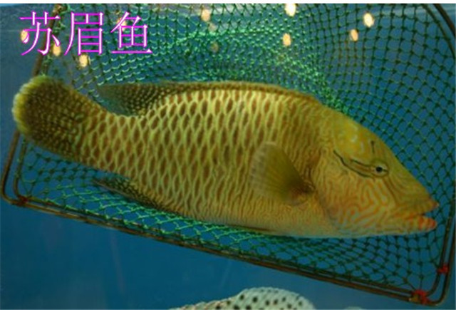 ü ֳü