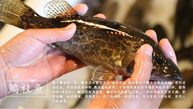 千岛湖有机鱼 野生鳊桂鱼 鳊鳜鱼 有机鱼鲜活水产 野生鱼 扁桂鱼