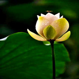 妙言微商城180404