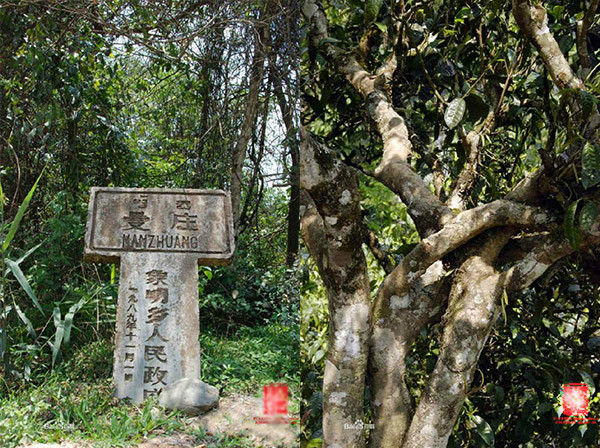 2011年六大茶山之一蛮砖古树茶,石磨手工压制,蛮砖茶叶独特