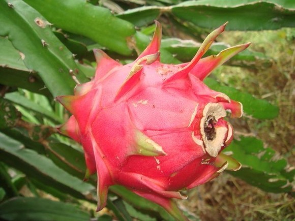 台湾红芯火龙果口感怎么样