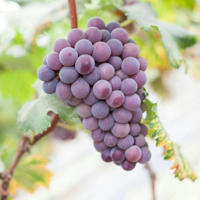 热带水果中心200508