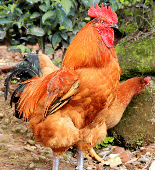 铁公鸡原生态农产品180404