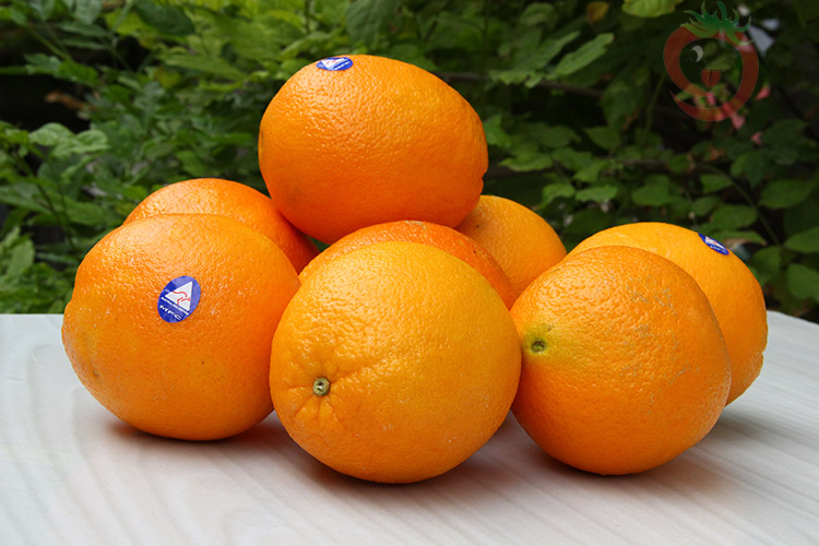 澳洲脐橙便宜价格 质量好吗