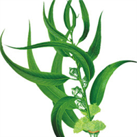 桃金娘敏感肌肤精油馆200508