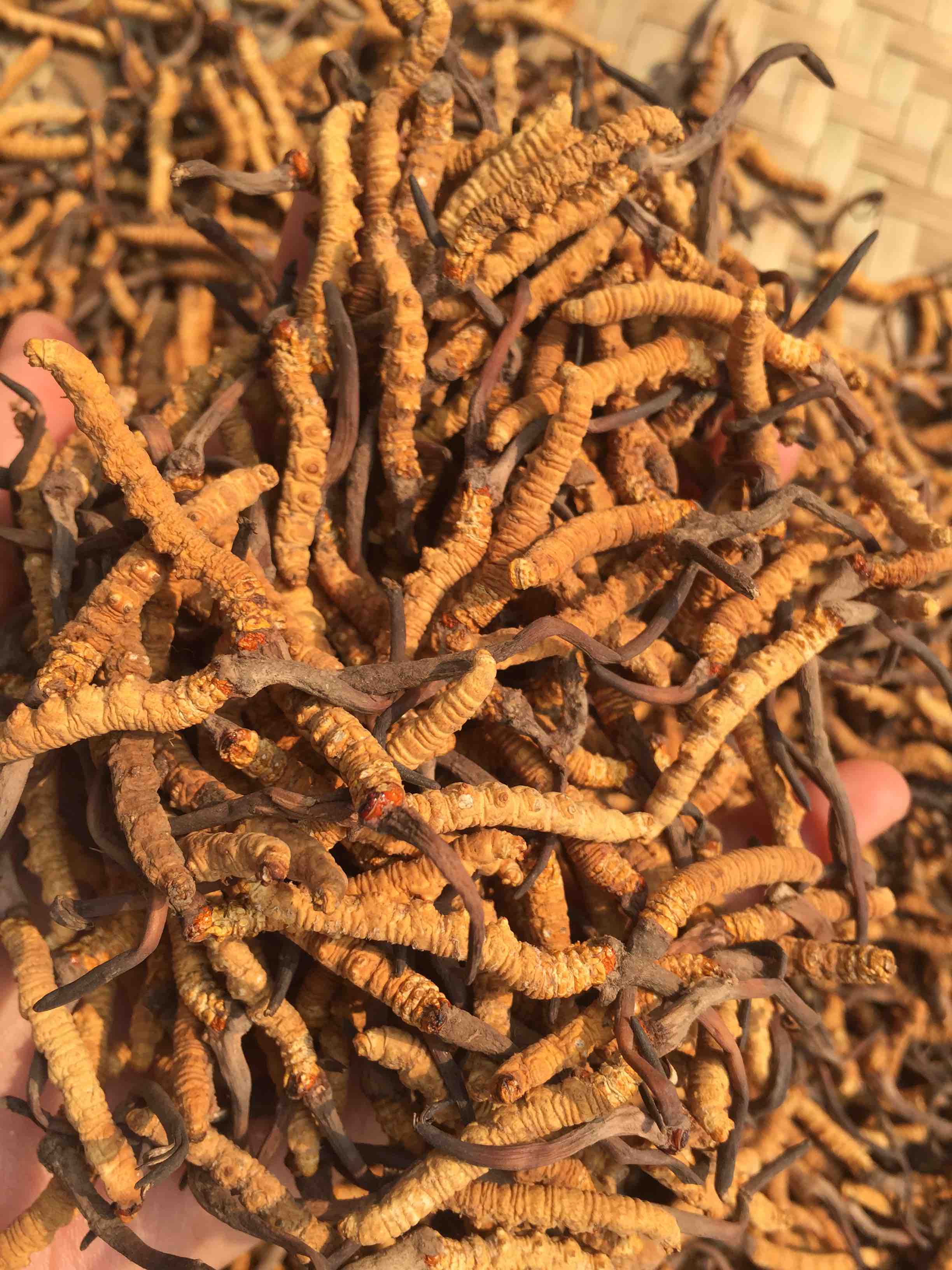 珍品药材铺180405