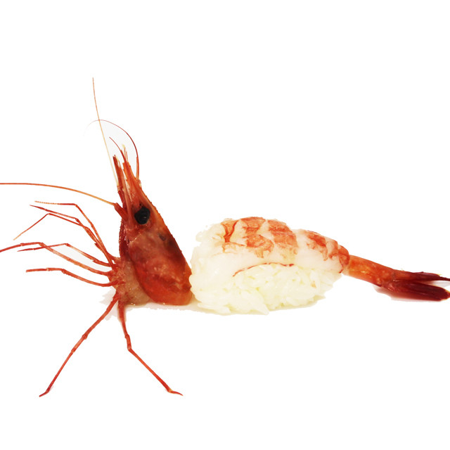 牡丹虾手握1枚 peony shrimp