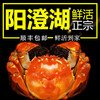 现货阳澄湖大闸蟹鲜活螃蟹公4.0-4.5两 母3.0-3.5两 商品缩略图0