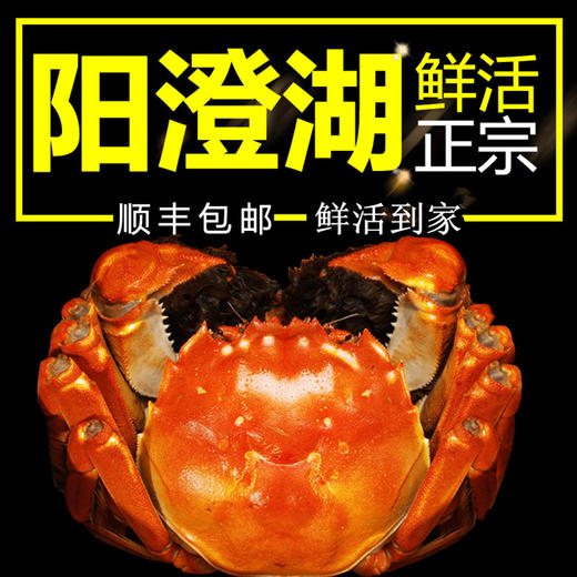 现货阳澄湖大闸蟹鲜活螃蟹公4.0-4.5两 母3.0-3.5两 商品图0