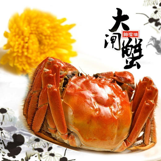现货阳澄湖大闸蟹鲜活螃蟹公4.0-4.5两 母3.0-3.5两 商品图1
