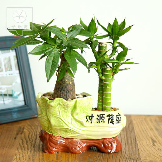 【红发】发财树植物盆栽富贵竹绿植办公室盆栽富贵竹转运竹绿色植物