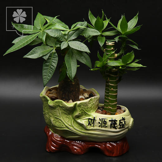 【红发】发财树植物盆栽富贵竹绿植办公室盆栽富贵竹转运竹绿色植物