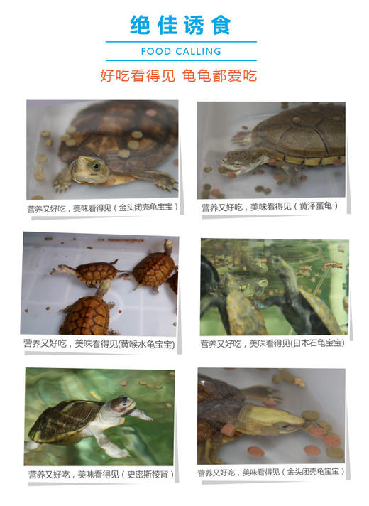 命脉【稚龟开口粮】出壳到1岁的龟苗专用小乌龟食物龟粮【LIFELINE命脉官方正版】-分销 商品图4