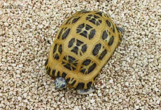 命脉 栗米粒 吸水吸湿 可食用陆龟蜥蜴专用垫材4L【LIFELINE命脉官方正版】-分销 商品图2