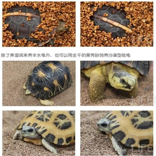 命脉 果壳砂 保湿造景半水龟陆龟专用垫材4L升无菌【LIFELINE命脉官方正版】-分销 商品图4