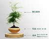 【优美】创意设计磁悬浮盆栽植物DIY自转【不含盆栽】 商品缩略图2